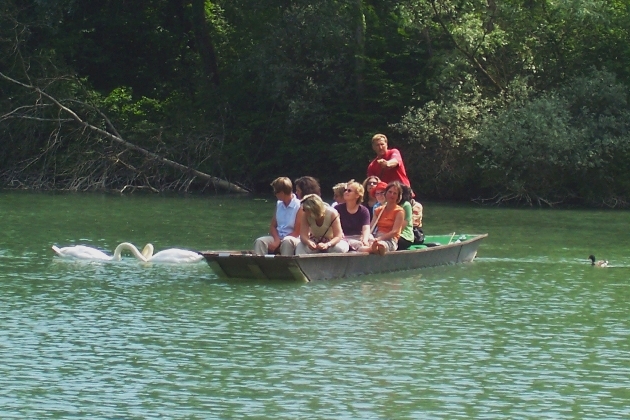 Bild 020.jpg - Eine geführte Kahnfahrt auf der verzweigten Flußlandschaft des Naturschutzgebietes Taubergießen